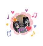 秋田犬 天然（個別スタンプ：8）