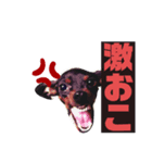 わんこわんわんの日常（個別スタンプ：2）