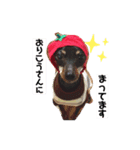 わんこわんわんの日常（個別スタンプ：6）