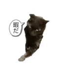 黒猫(まる)（個別スタンプ：2）