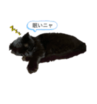 黒猫(まる)（個別スタンプ：3）