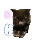 黒猫(まる)（個別スタンプ：4）
