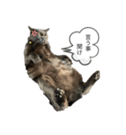 黒猫(まる)（個別スタンプ：6）