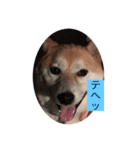いぬともじ（個別スタンプ：2）