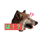 いぬともじ（個別スタンプ：3）