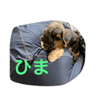 ネロFirst（個別スタンプ：2）