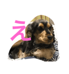ネロFirst（個別スタンプ：4）