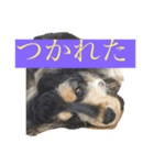 ネロFirst（個別スタンプ：6）