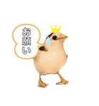 十姉妹かえでちゃん（個別スタンプ：2）