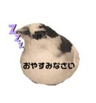 十姉妹かえでちゃん（個別スタンプ：4）