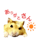 猫＆ハムスター宮城県方言スタンプ（個別スタンプ：6）