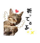 猫＆ハムスター宮城県方言スタンプ（個別スタンプ：8）