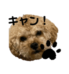 キャンちゃんすたんぷ（個別スタンプ：3）