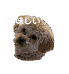 キャンちゃんすたんぷ（個別スタンプ：5）