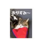 華丸（個別スタンプ：5）