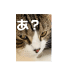 華丸（個別スタンプ：6）
