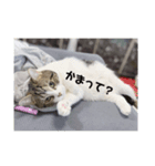 華丸（個別スタンプ：7）