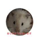 ハム三兄弟2（個別スタンプ：1）