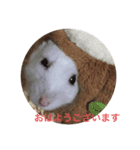 ハム三兄弟2（個別スタンプ：6）