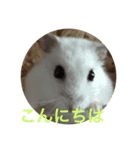ハム三兄弟2（個別スタンプ：7）