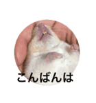 ハム三兄弟2（個別スタンプ：8）