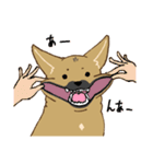 適当返事のクロハナ-黒マズルの雑種犬-（個別スタンプ：29）