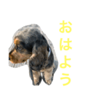 ネロSecond（個別スタンプ：4）