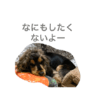 ネロSecond（個別スタンプ：8）