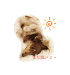 みるかのダックスフンド（個別スタンプ：1）