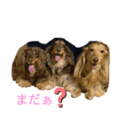 みるかのダックスフンド（個別スタンプ：5）