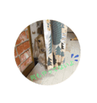 みるかのダックスフンド（個別スタンプ：6）