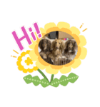みるかのダックスフンド（個別スタンプ：7）