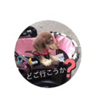 みるかのダックスフンド（個別スタンプ：8）