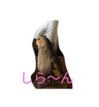 オカメのメッチ（個別スタンプ：1）