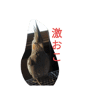 オカメのメッチ（個別スタンプ：2）