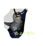 オカメのメッチ（個別スタンプ：3）