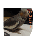 オカメのメッチ（個別スタンプ：5）