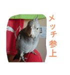 オカメのメッチ（個別スタンプ：6）