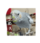 オカメのメッチ（個別スタンプ：7）