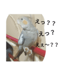 オカメのメッチ（個別スタンプ：8）