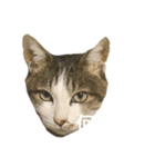 Mya-san（個別スタンプ：1）