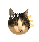 Mya-san（個別スタンプ：2）