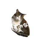 Mya-san（個別スタンプ：7）