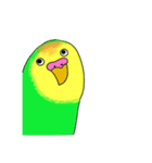 相手に不満がある時に使う用インコちゃん達（個別スタンプ：4）
