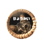 みゃあ＆くまお（個別スタンプ：1）
