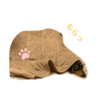 ミニピン癒しスタンプ（個別スタンプ：6）