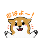 もちもちゆるっと柴犬スタンプ！（個別スタンプ：1）