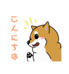 もちもちゆるっと柴犬スタンプ！（個別スタンプ：3）
