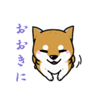 もちもちゆるっと柴犬スタンプ！（個別スタンプ：9）