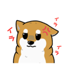 もちもちゆるっと柴犬スタンプ！（個別スタンプ：11）